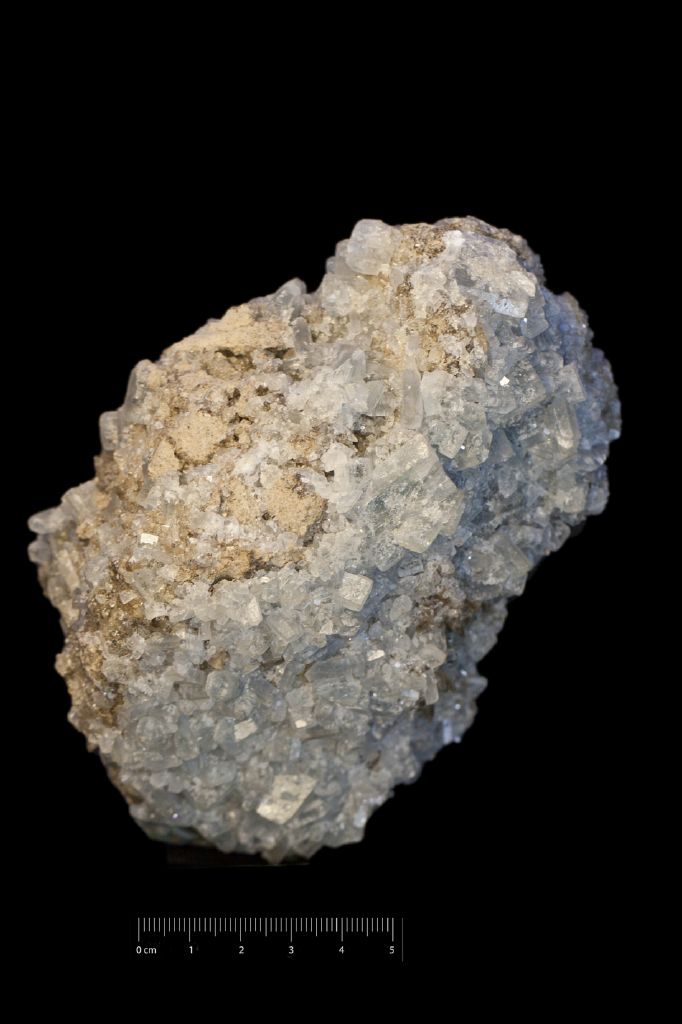 Celestina (esemplare)