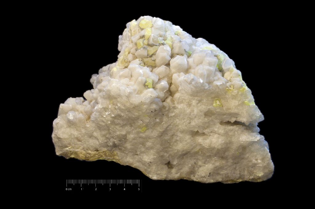 Celestina (esemplare)