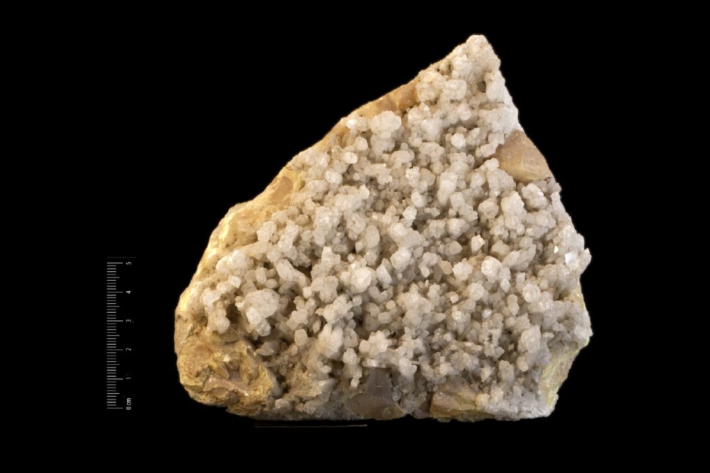 Celestina (esemplare)