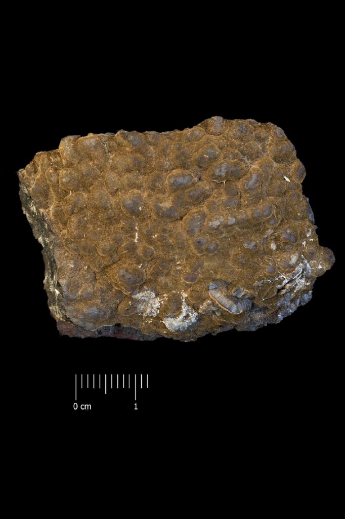 Goethite (esemplare)