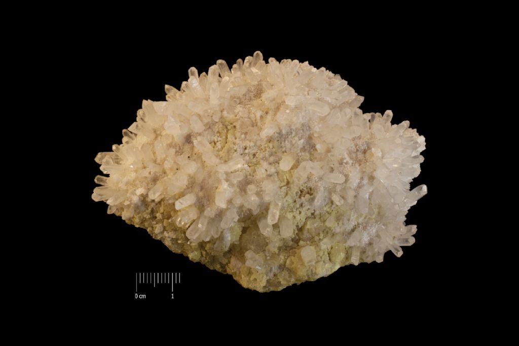Celestina (esemplare)