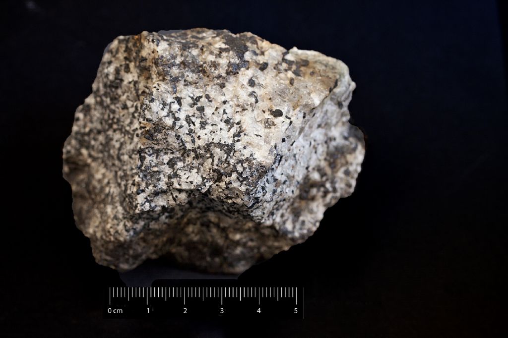 Steenstrupina (esemplare)