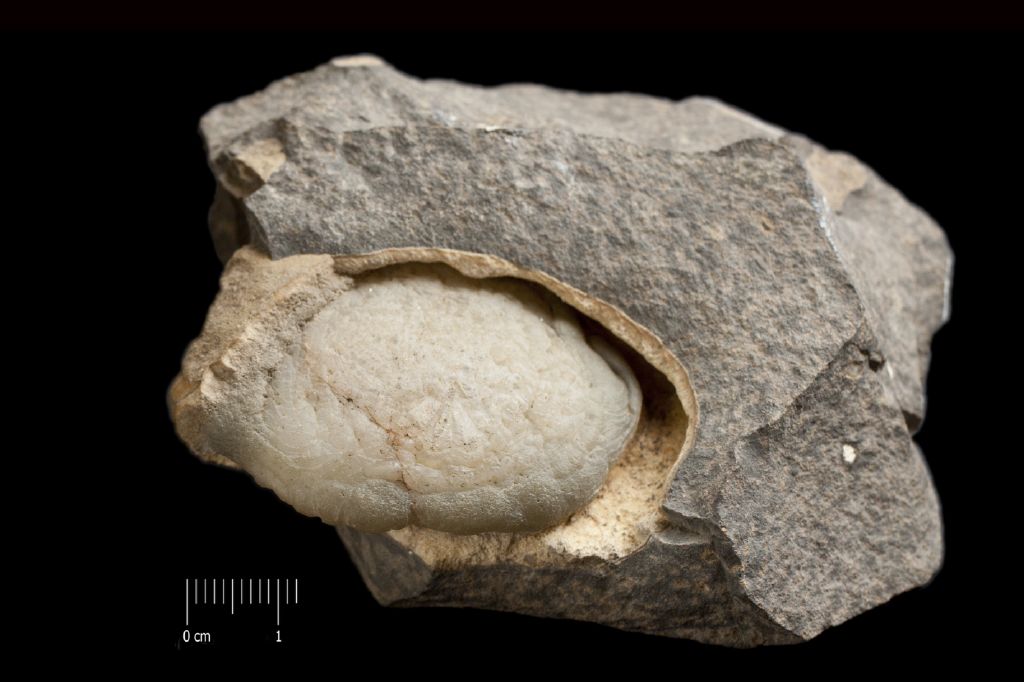 Calcedonio (esemplare)