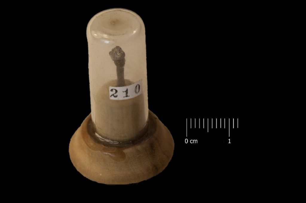 Amalgama (esemplare)