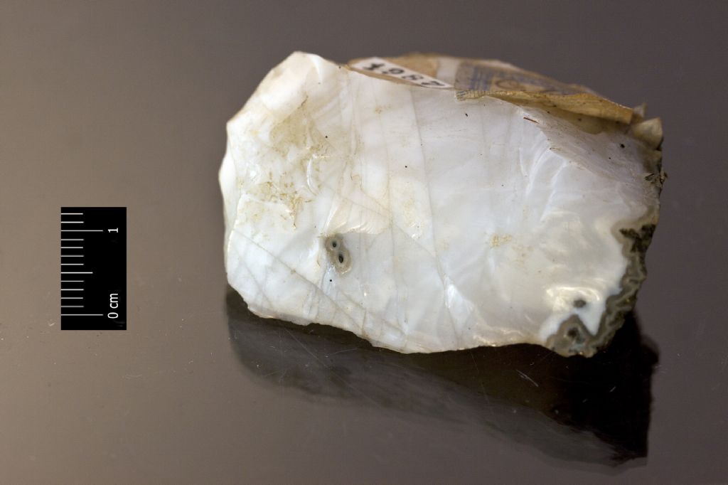 Opale (esemplare)