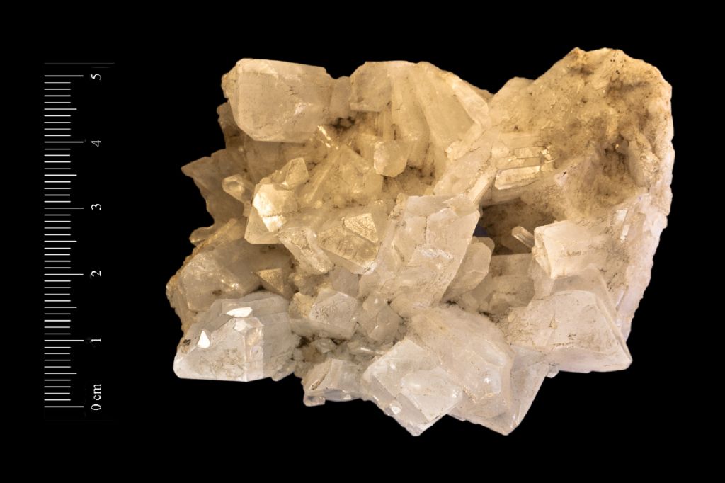 Celestina (esemplare)