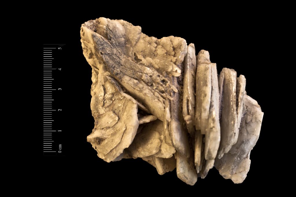 Barite (esemplare)