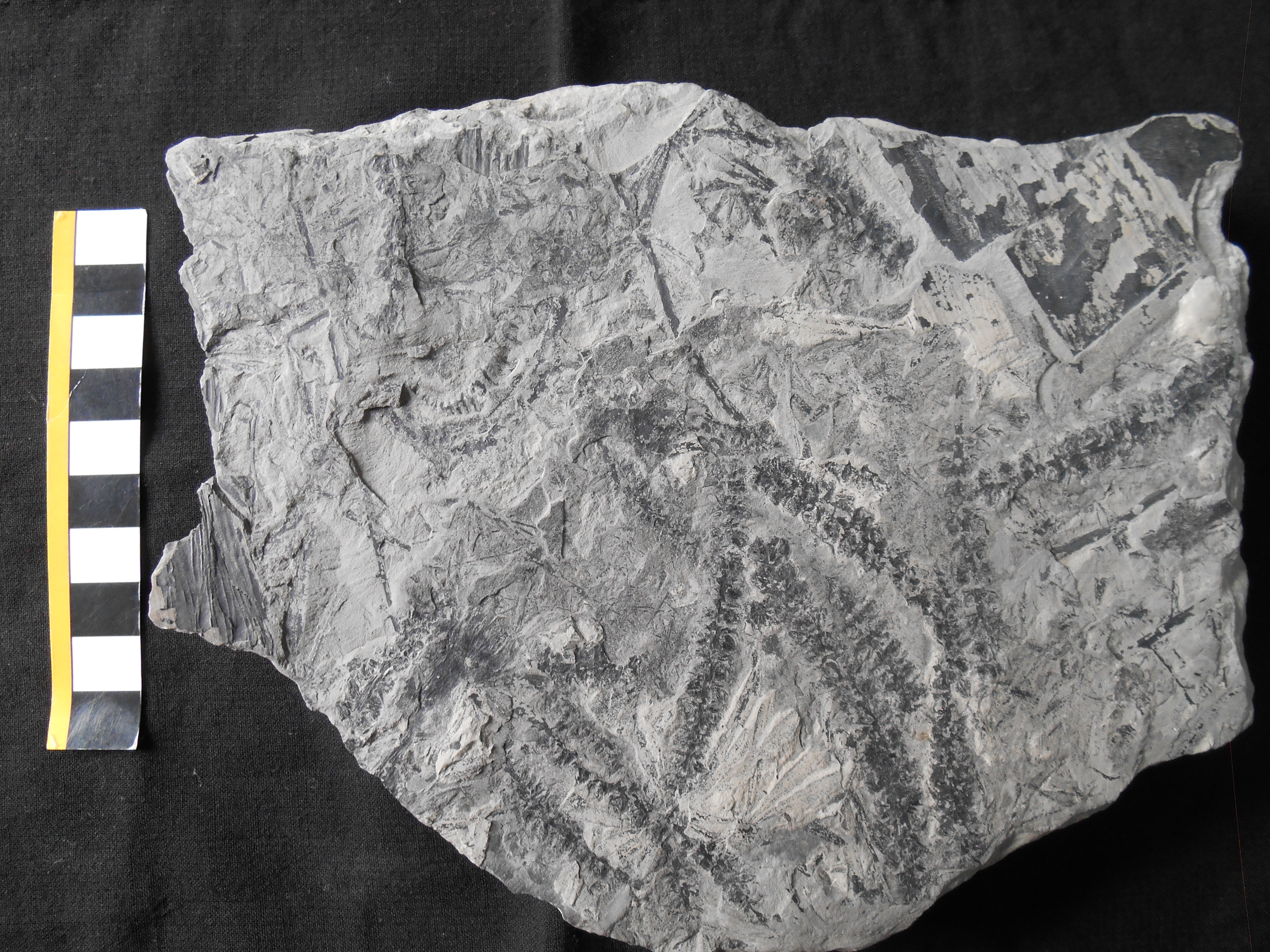Fossile (impronte e compressioni vegetali su lastra, associazione fossile)