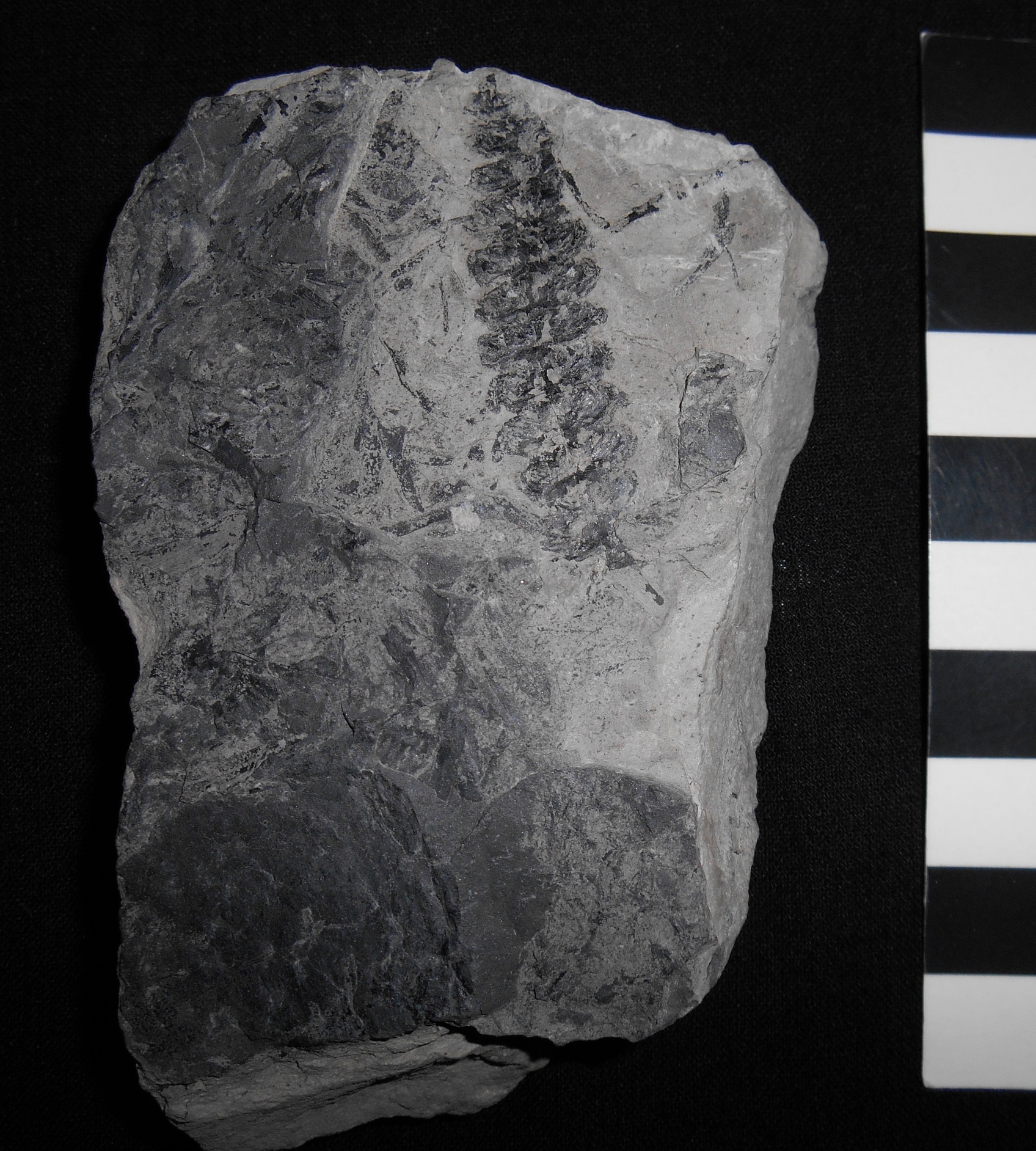 Fossile (impronte vegetali su lastra, esemplare)