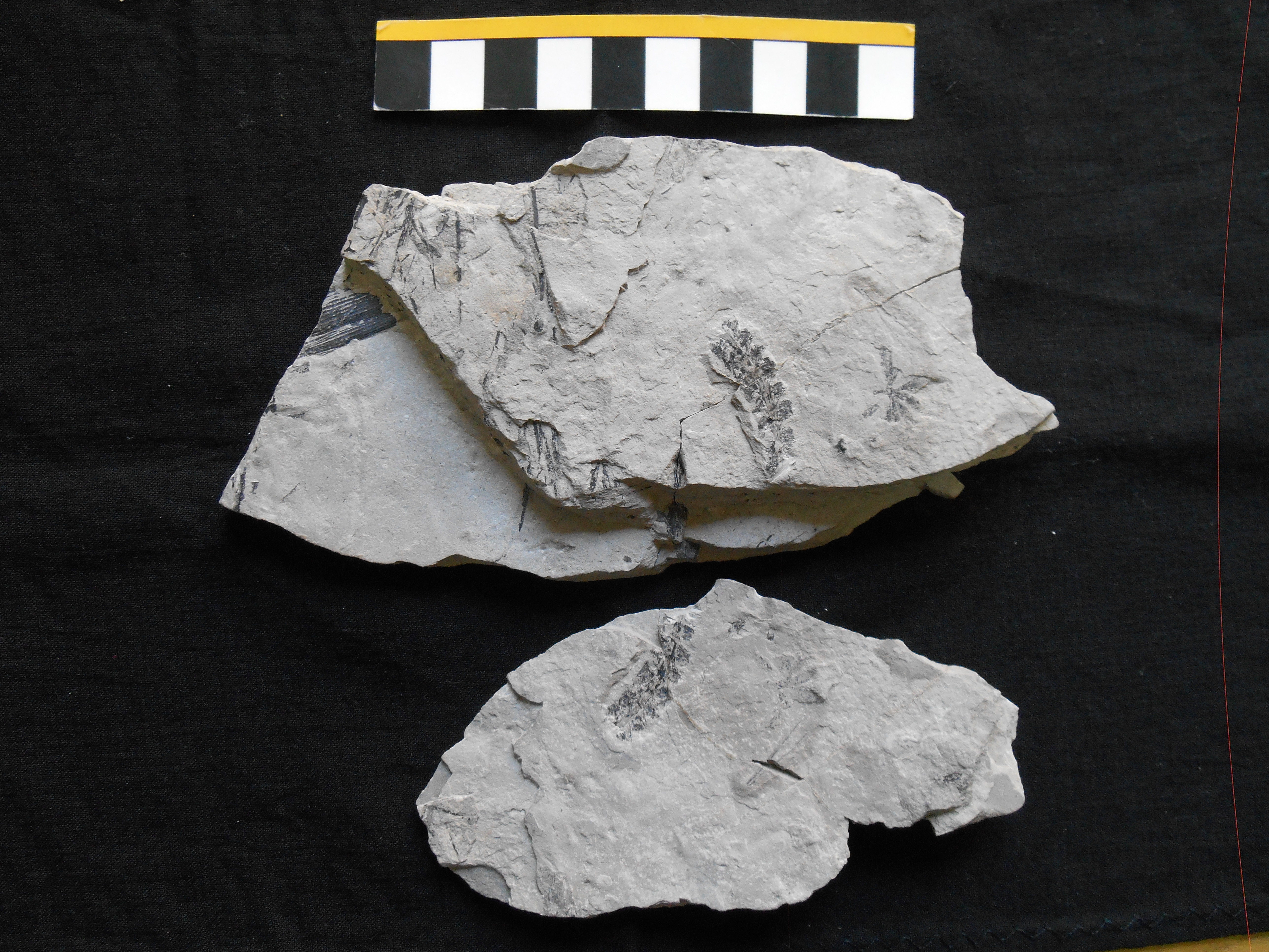 Fossile (impronte fogliari su lastra, associazione fossile)