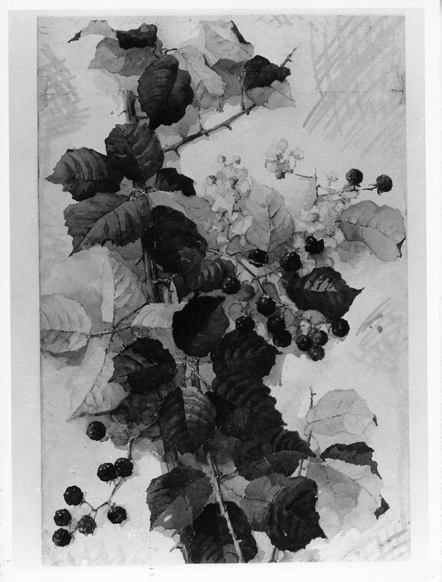 ramo di more (disegno) - ambito molisano (prima metà XX)