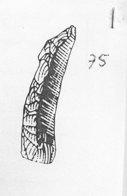 ravvivamento (Gravettiano evoluto)