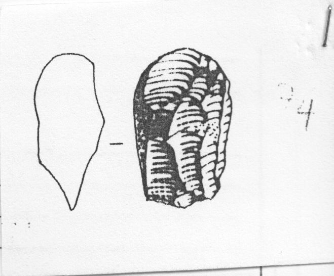 nucleo prismatico (Gravettiano evoluto)