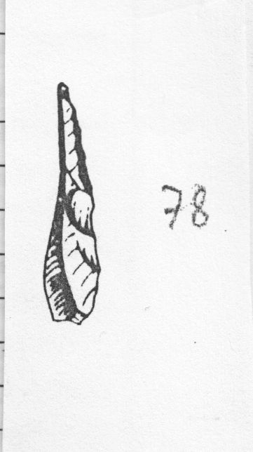 ravvivamento (Gravettiano evoluto)