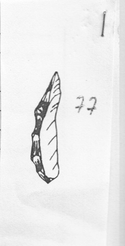 ravvivamento (Gravettiano evoluto)