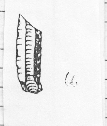 lama, a dorso (Gravettiano evoluto)