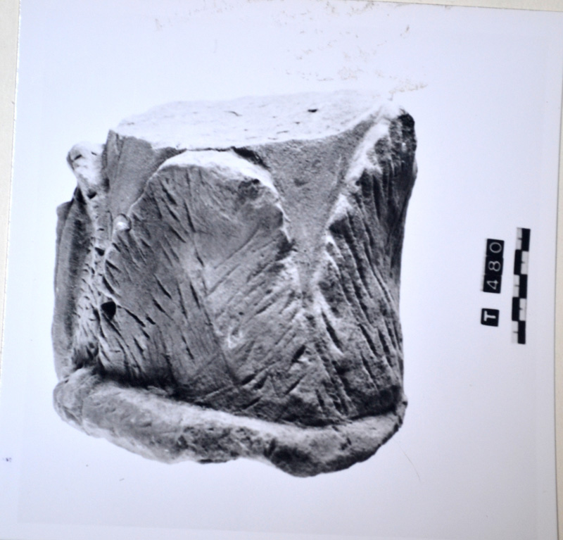 supporto (non rilevata)