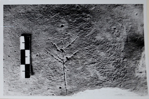 anfora, frammento, graffito (secc. II d.C. - III d.C)