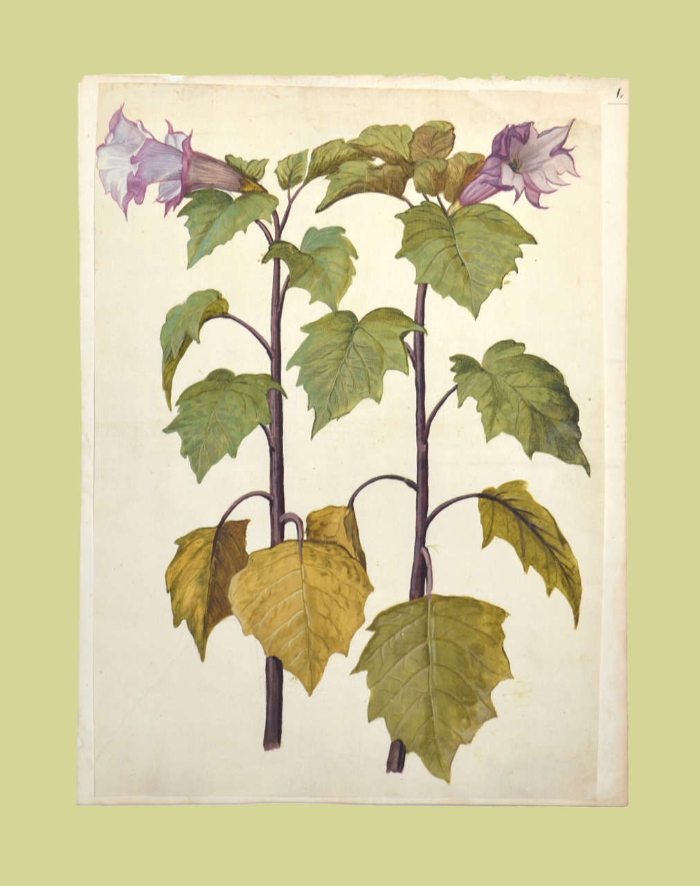 Campanula viola (disegno, elemento d'insieme) - ambito piemontese (fine/ inizio XVI-XVII)