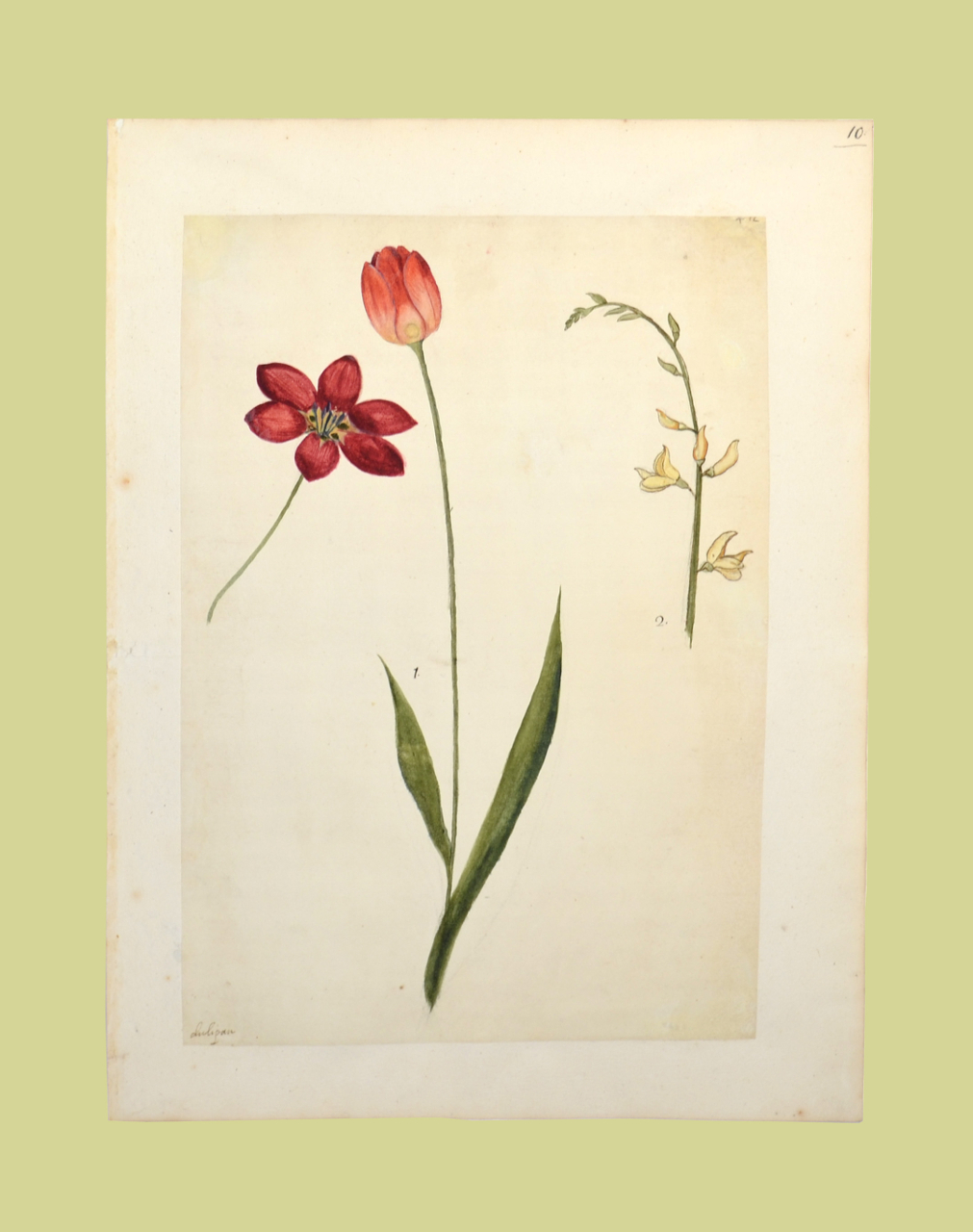 Tulipano aperto, Tulipano chiuso, Camelina sativa (disegno, elemento d'insieme) - ambito piemontese (fine/ inizio XVI-XVII)