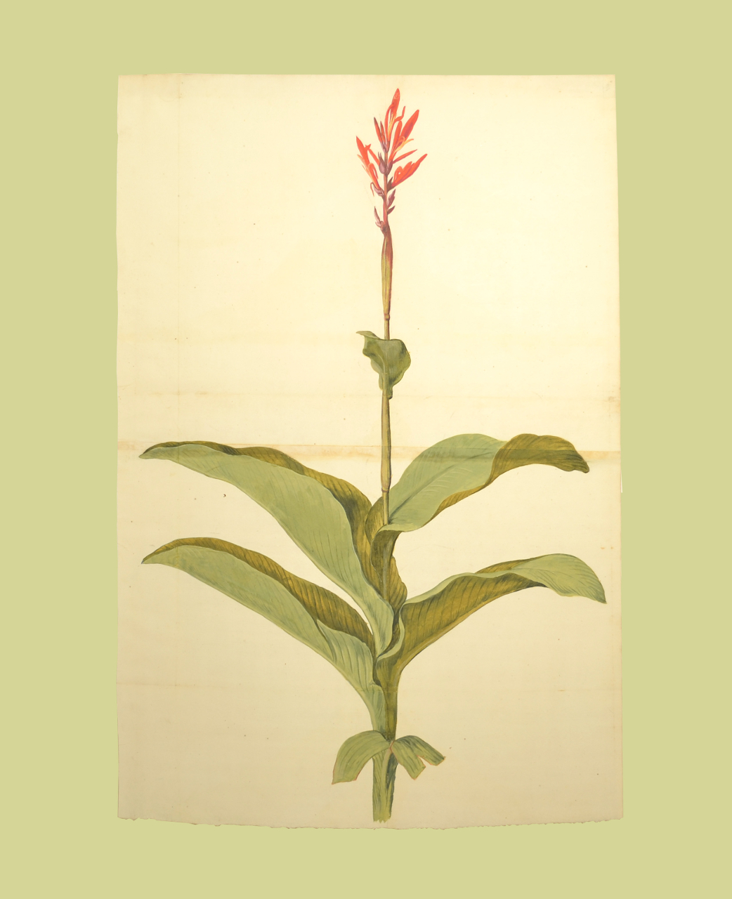 Canna indica (disegno, elemento d'insieme) - ambito piemontese (fine/ inizio XVI-XVII)