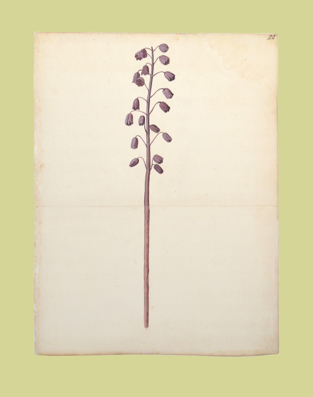 Fiore (disegno, elemento d'insieme) - ambito piemontese (fine/ inizio XVI-XVII)