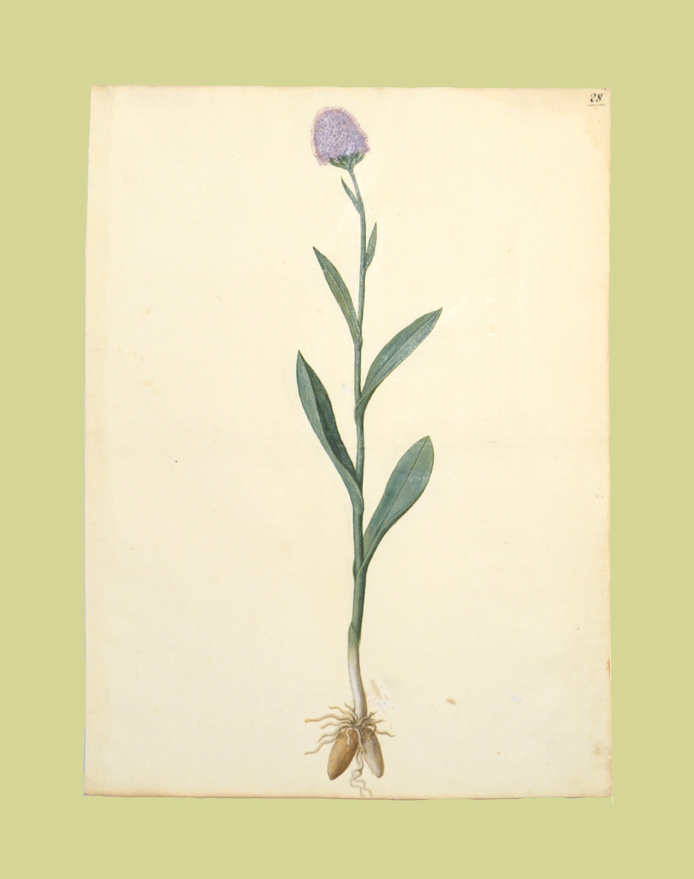 Orchis purpurea (disegno, elemento d'insieme) - ambito piemontese (fine/ inizio XVI-XVII)