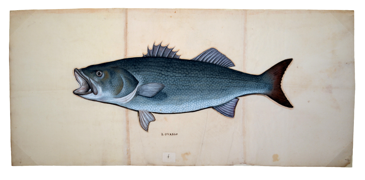 Spigola (disegno, elemento d'insieme) - ambito piemontese (fine/ inizio XVI-XVII)