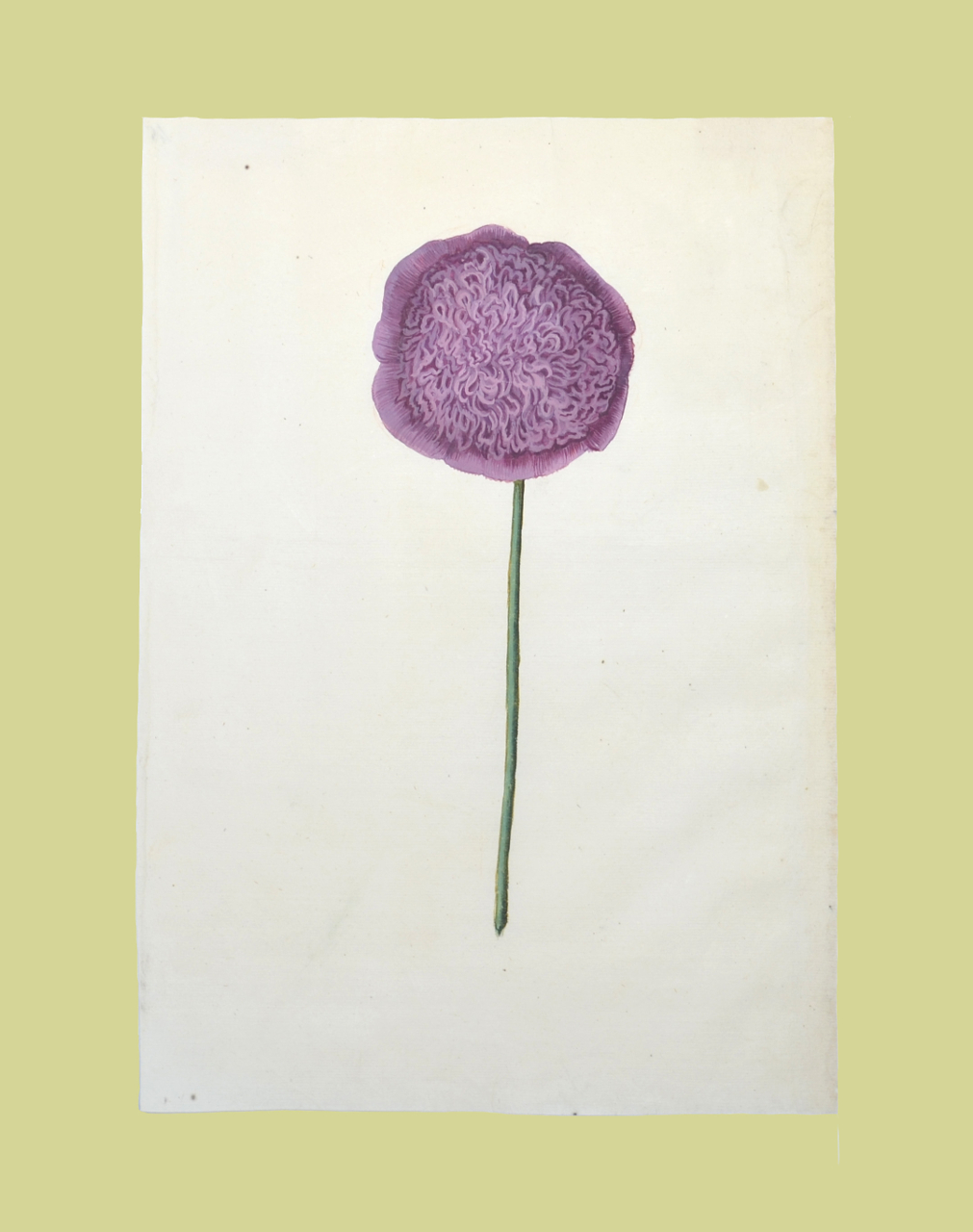 Fiore (disegno, elemento d'insieme) - ambito piemontese (fine/ inizio XVI-XVII)