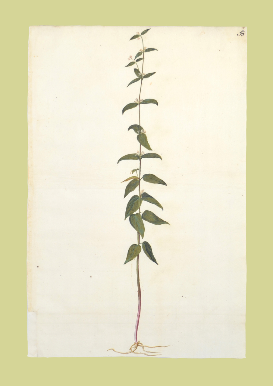 Camelina sativa (disegno, elemento d'insieme) - ambito piemontese (fine/ inizio XVI-XVII)