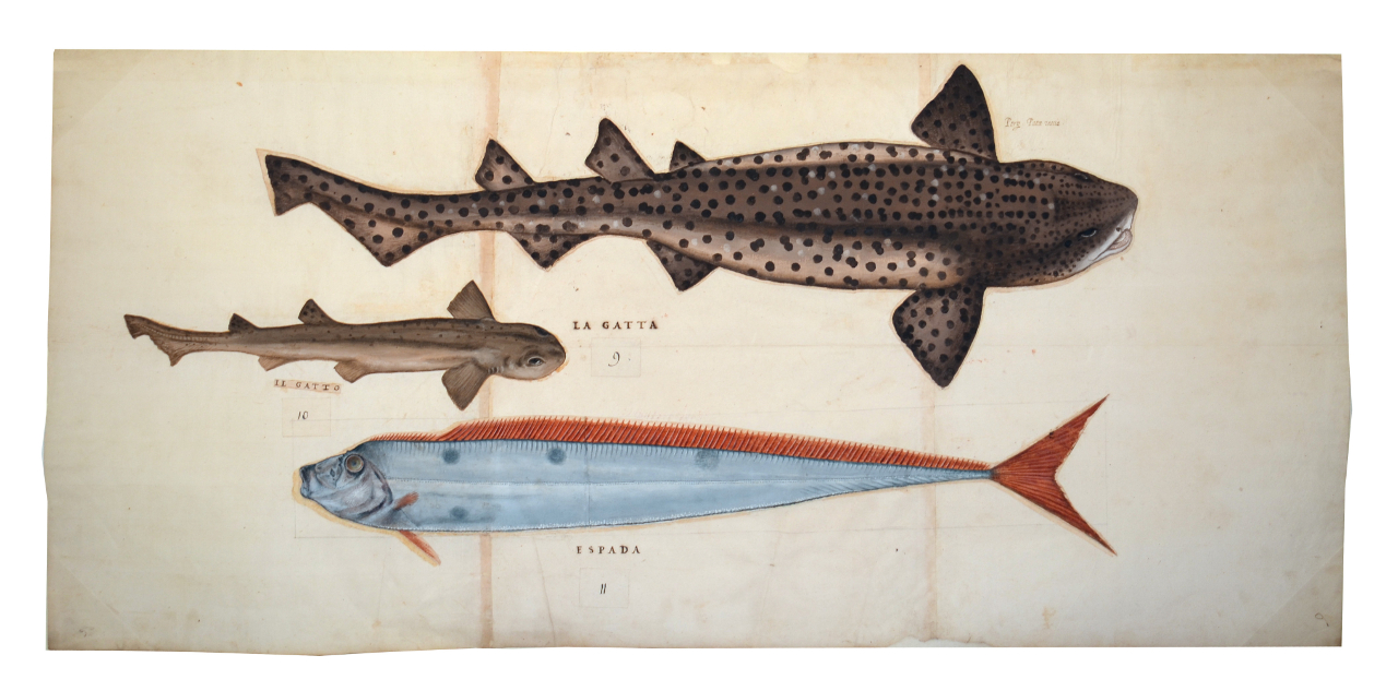 Squalo gattopardo, Gattuccio, Pesce (disegno, elemento d'insieme) - ambito piemontese (fine/ inizio XVI-XVII)