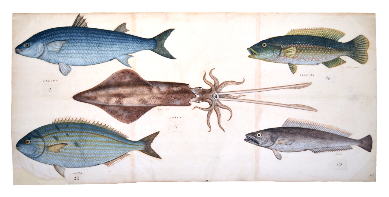 Branzino, Sardinella aurata, Totano, Salpa, Mostella (disegno, elemento d'insieme) - ambito piemontese (fine/ inizio XVI-XVII)