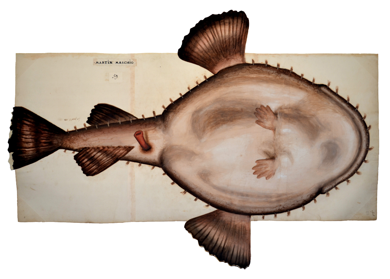 Rana pescatrice (disegno, elemento d'insieme) - ambito piemontese (fine/ inizio XVI-XVII)