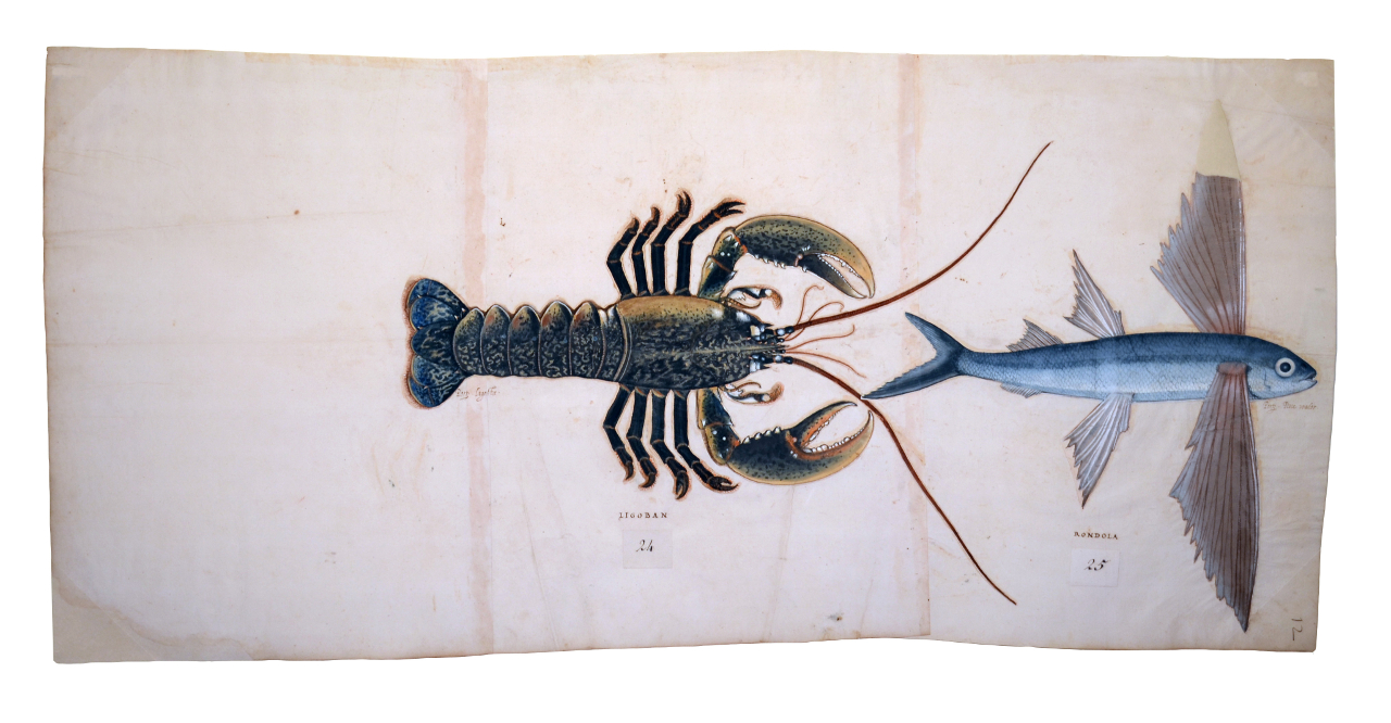 Aragosta, Pesce rondine (disegno, elemento d'insieme) - ambito piemontese (fine/ inizio XVI-XVII)
