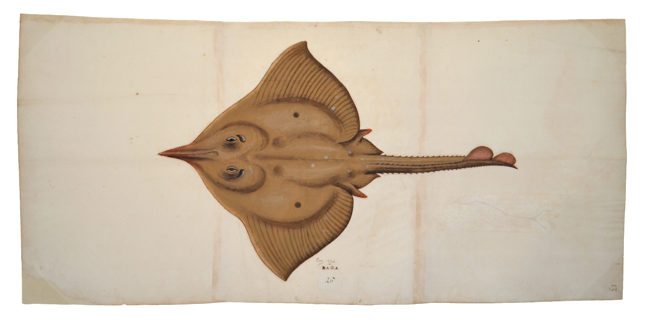 Razza (disegno, elemento d'insieme) - ambito piemontese (fine/ inizio XVI-XVII)