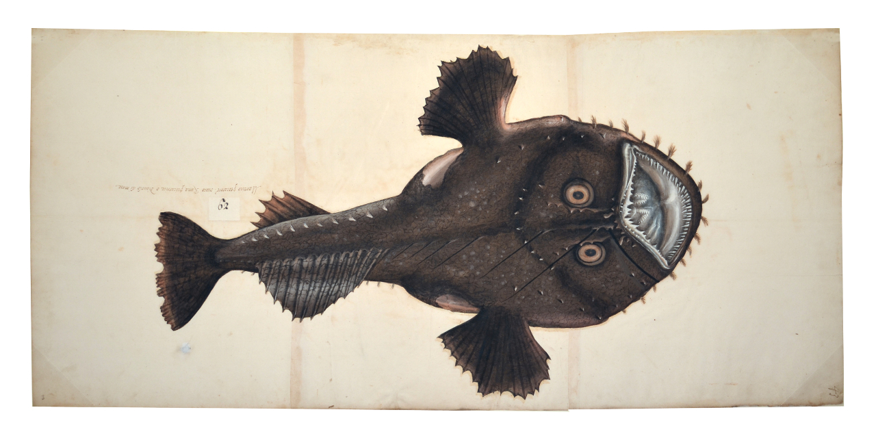 Rana pescatrice (disegno, elemento d'insieme) - ambito piemontese (fine/ inizio XVI-XVII)