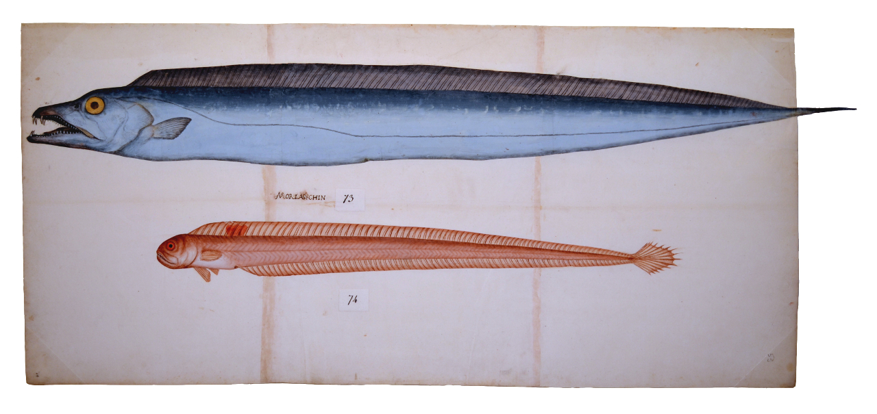 Pesce sciabola, Cepola (disegno, elemento d'insieme) - ambito piemontese (fine/ inizio XVI-XVII)