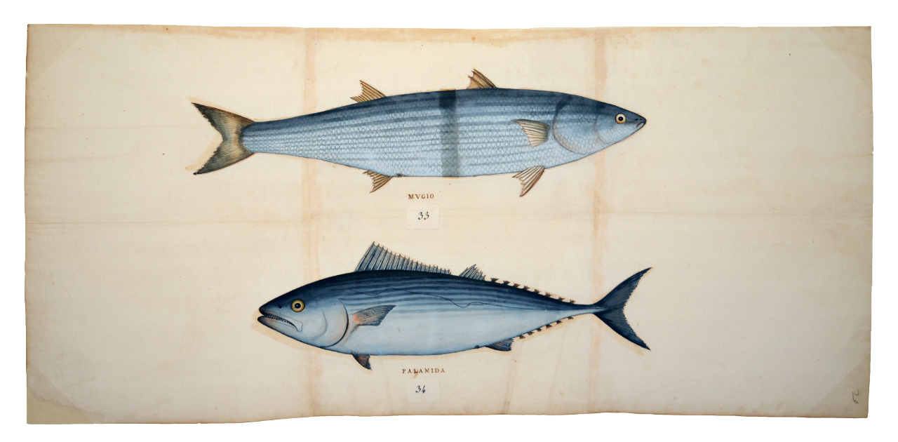 Pesce, Palamita (disegno, elemento d'insieme) - ambito piemontese (fine/ inizio XVI-XVII)