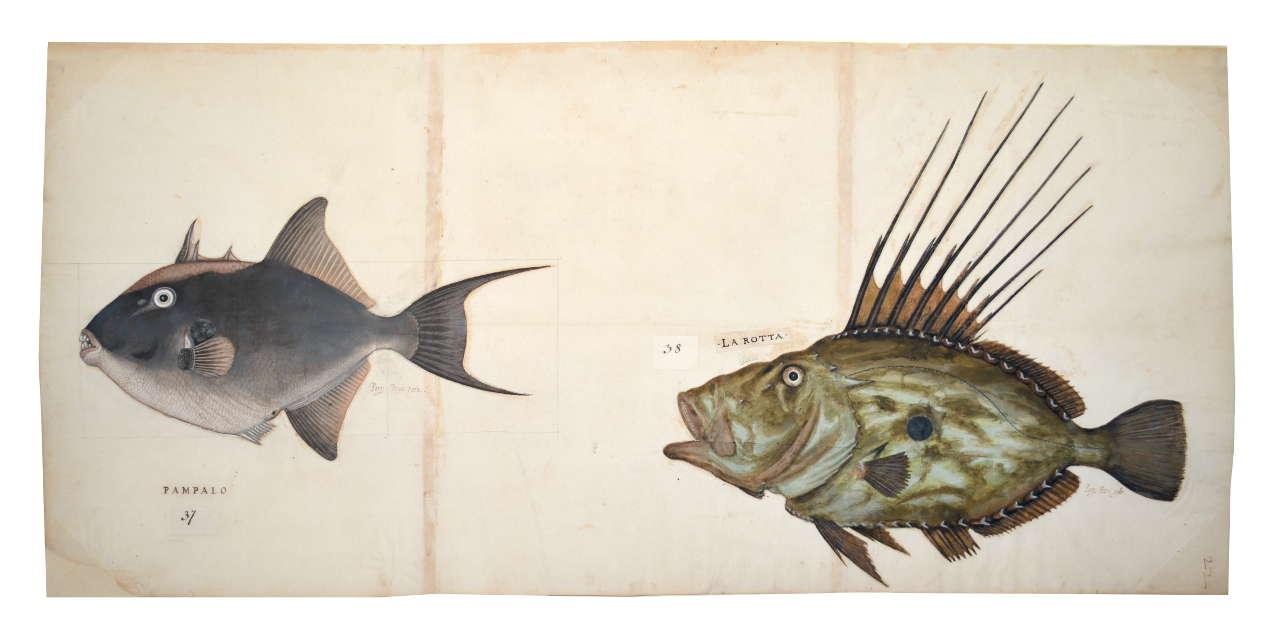 Pesce balestra, Pesce san Pietro (disegno, elemento d'insieme) - ambito piemontese (fine/ inizio XVI-XVII)