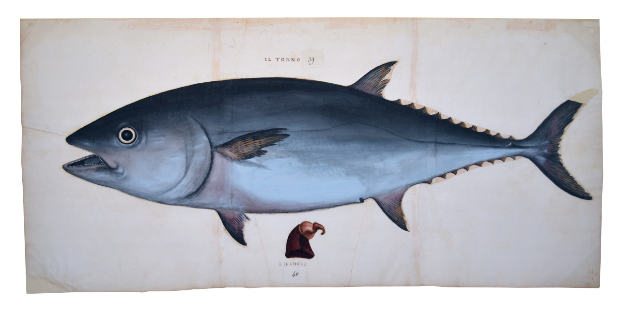 Tonno (disegno, elemento d'insieme) - ambito piemontese (fine/ inizio XVI-XVII)