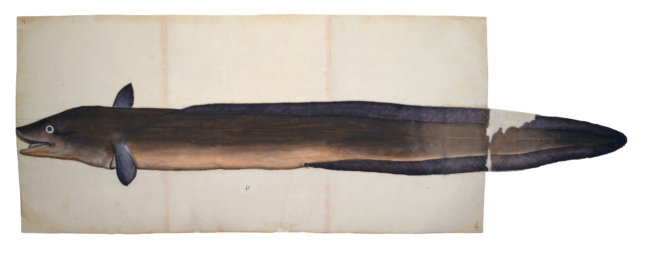 Grongo (disegno, elemento d'insieme) - ambito piemontese (fine/ inizio XVI-XVII)