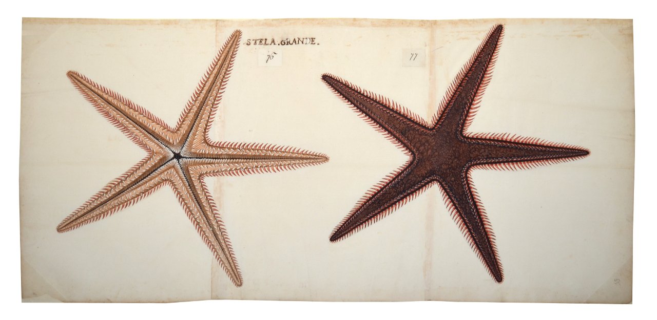 Stella marina (disegno, elemento d'insieme) - ambito piemontese (fine/ inizio XVI-XVII)