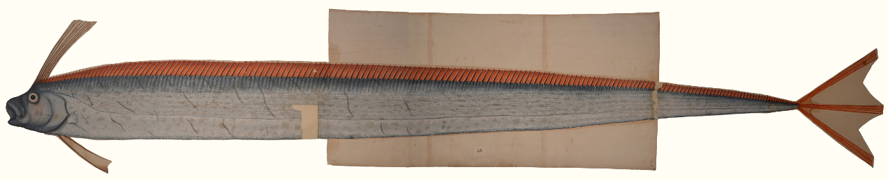 Pesce nastro (disegno, elemento d'insieme) - ambito piemontese (fine/ inizio XVI-XVII)