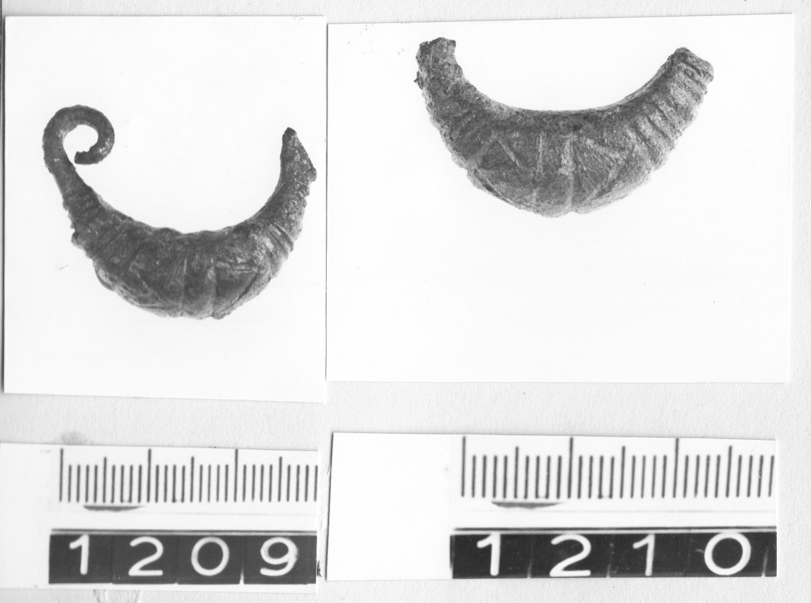 fibule a sanguisuga - cultura ligure (fine VIII a.C)