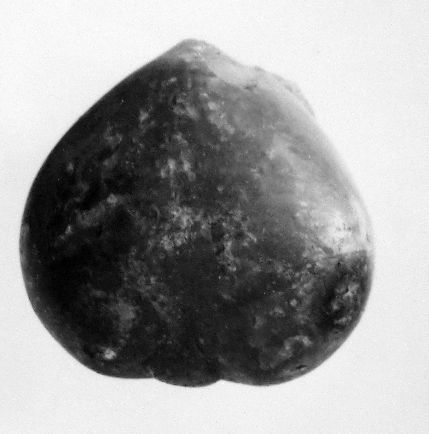 fico (oggetto non identificato) (secc. I/ III d.C)