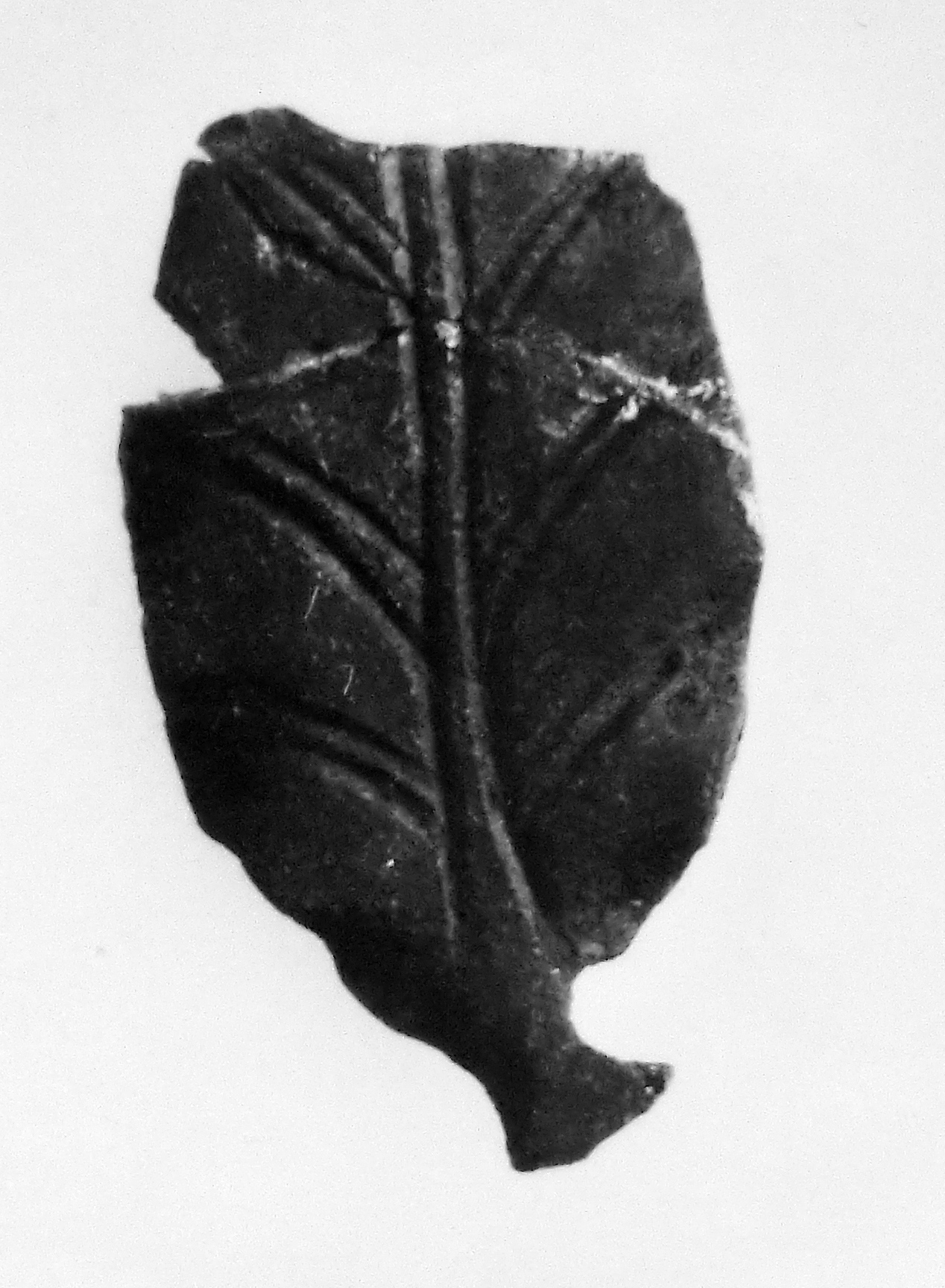 foglia (oggetto non identificato) (secc. I/ III d.C)