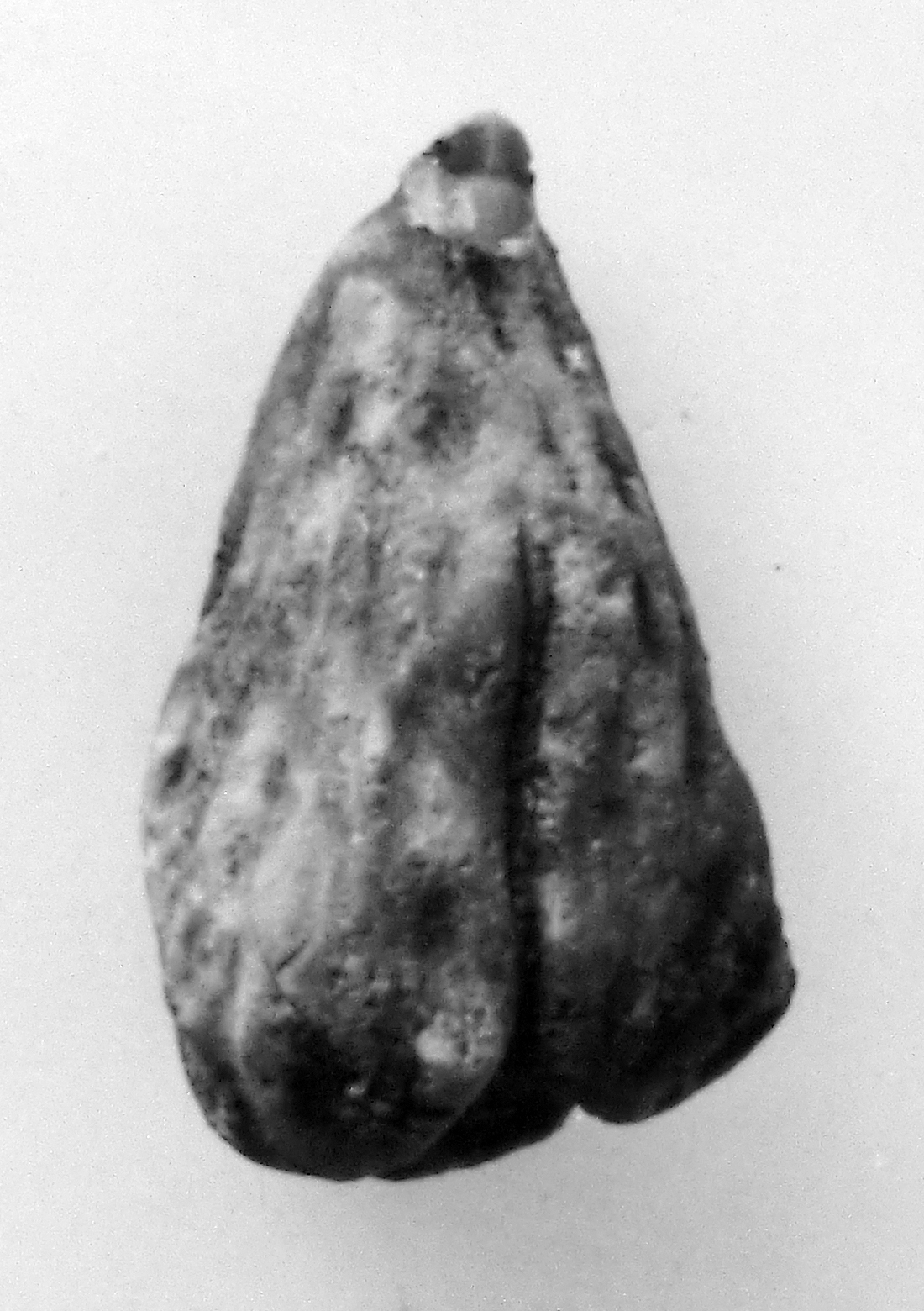 fico (oggetto non identificato) (seconda metà sec. I d.C)