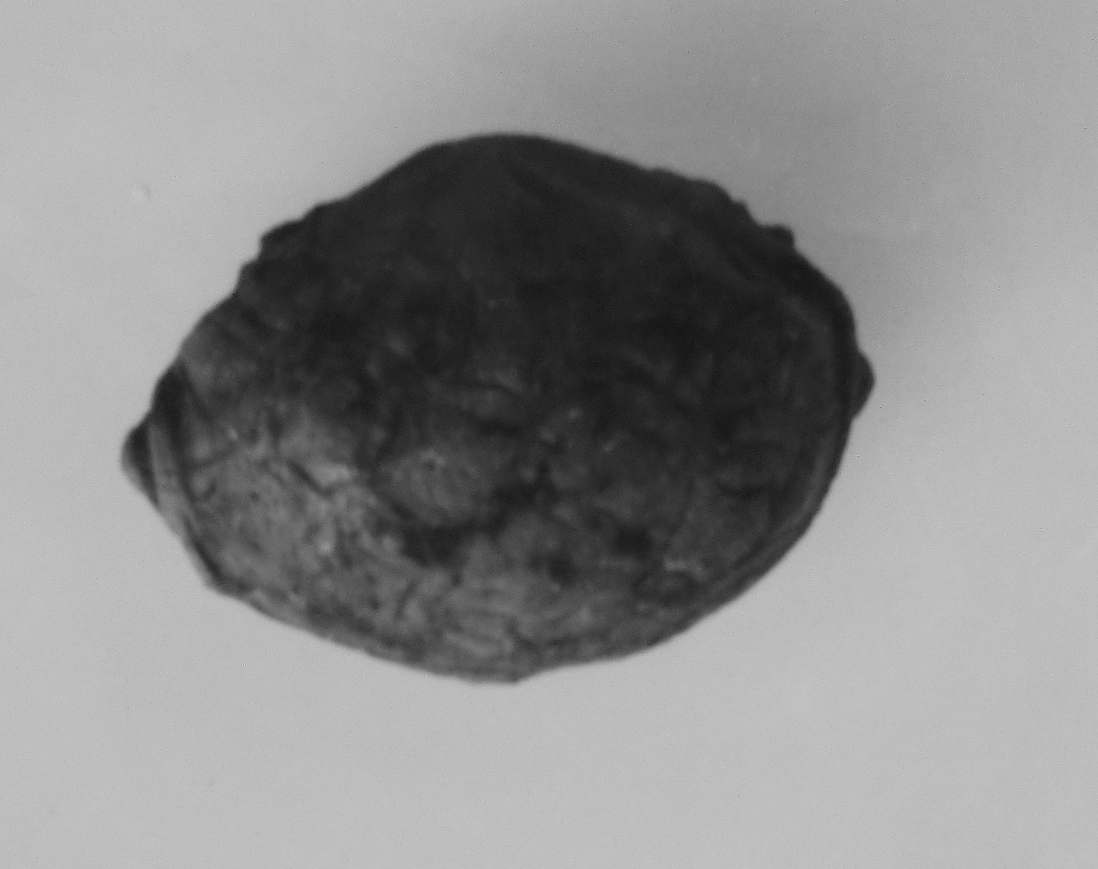 tartaruga (pendente) (seconda metà sec. I d.C)