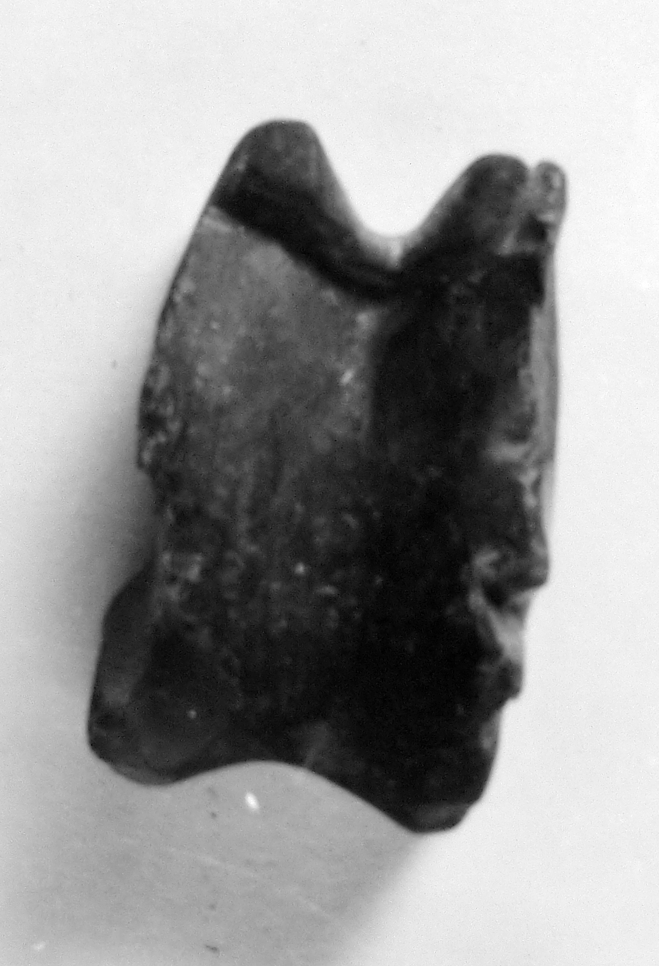 astragalo (secc. II/ III d.C)