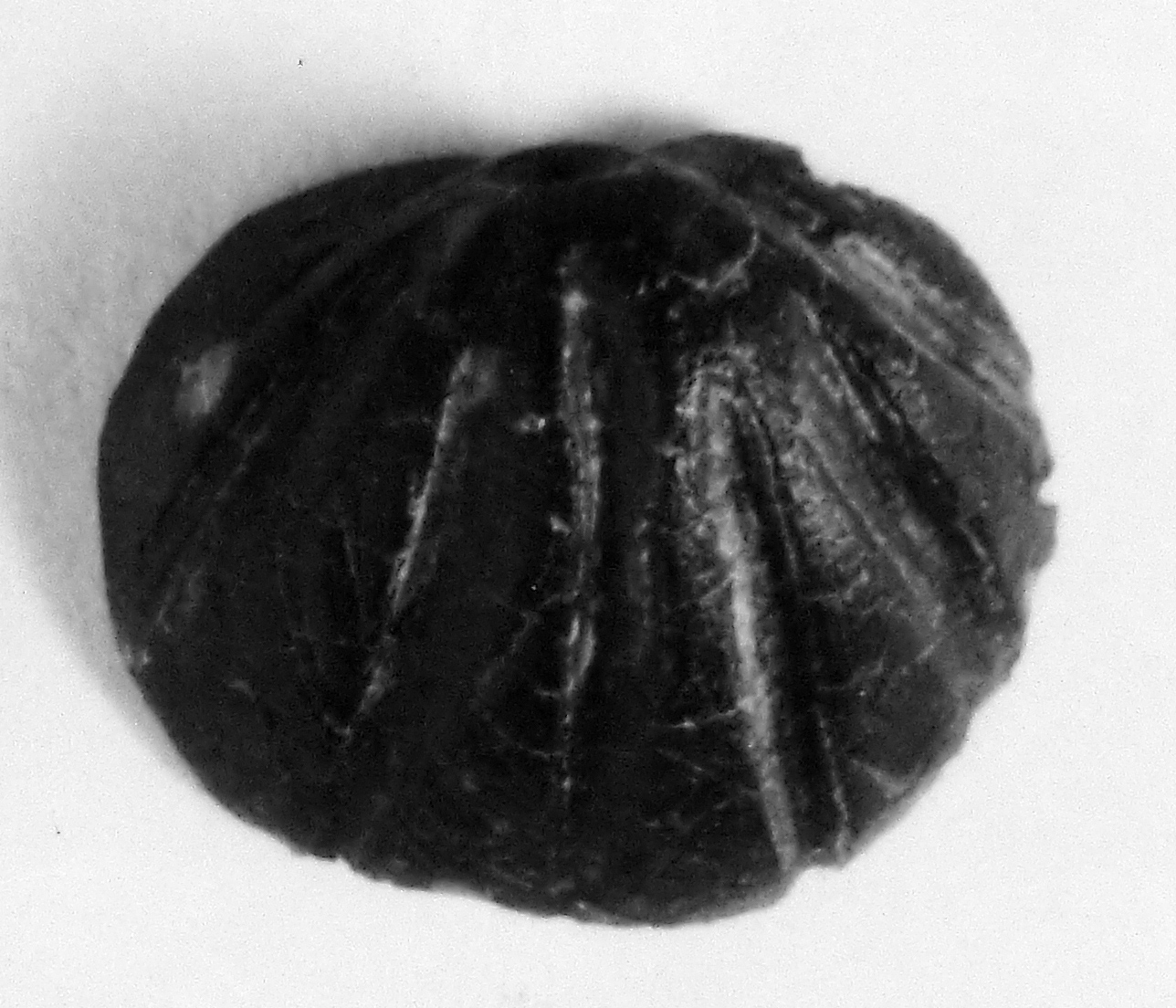 conchiglia (oggetto non identificato, non incavata) (secc. I/ III d.C)